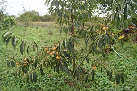 DIOSPYROS KAKI 